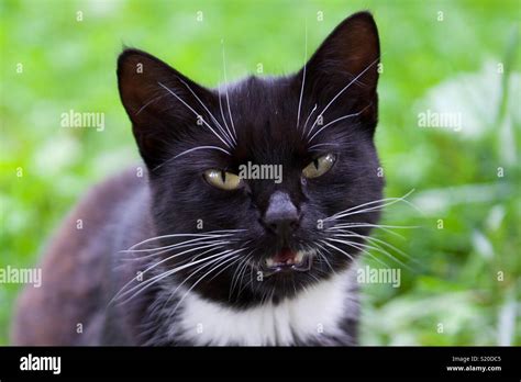 Cat With Attitude Stock Photo Alamy