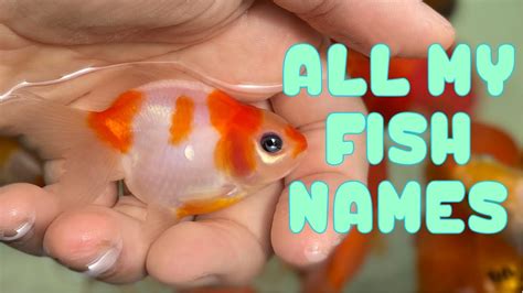Goldfish Names Youtube