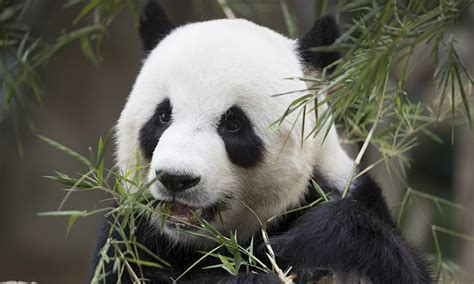Pandas Used To Be Meat Eaters Daily Mail Online