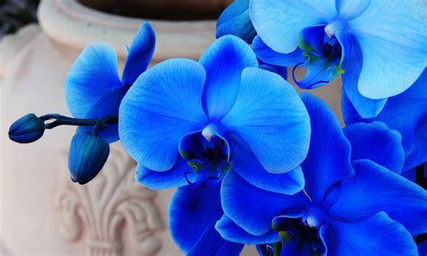 Are Blue Orchids Real Yes And No Heres Why Brilliant Orchids
