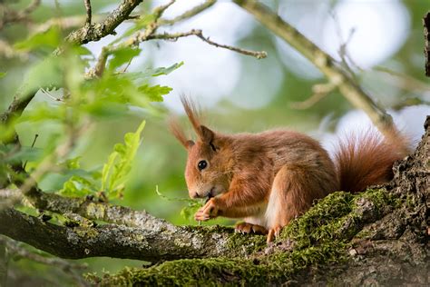 Brown Squirrel On Tree During Daytime Hd Wallpaper Wallpaper Flare