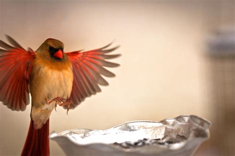 Spread Wing Landing Cardinal Photograph By Randall Branham