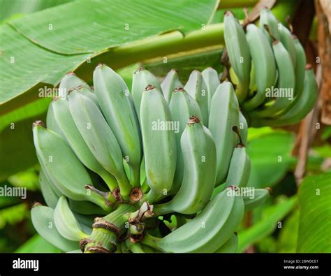 Bananas Blue Java Also Known As Ice Cream Banana Tree Maturing On Plant Musa F Musaceae