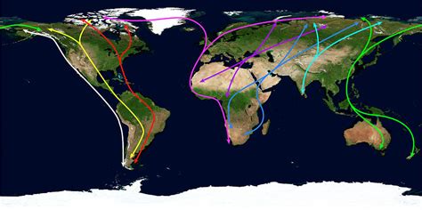 Worldwide Bird Migration Routes Photograph By Science