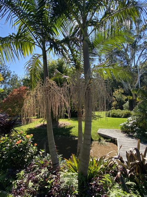 It flowers in midsummer and has evergreen foliage. Bangalow Palm - Bamboo South Coast