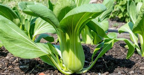Cover the crop with horticultural fleece to provide a barrier to airborne pests, such as flea beetles. Pak Choi Varieties | Grow Your Own Pak Choi | Allotment Book