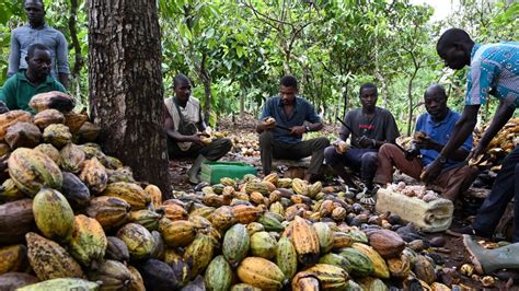 Boom Times For Organic Cocoa In Ivory Coast
