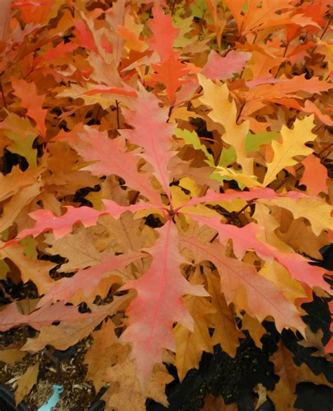 Pin Oak Quercus Palustris Wholesale