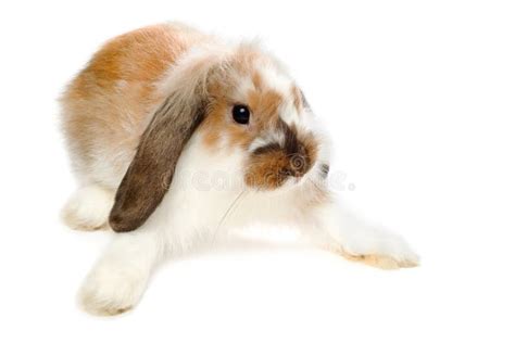 Brown Lop Eared Rabbit Stock Image Image Of Fluffy Cute 12102723