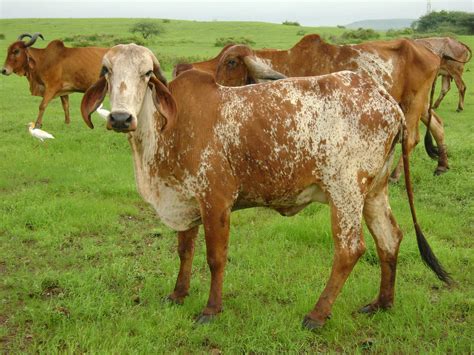 5 Popular Dairy Cow Breeds In India