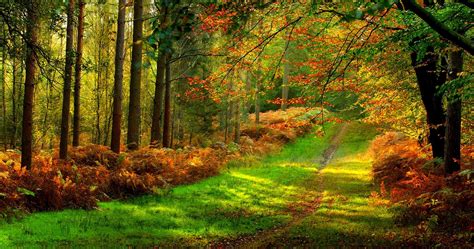 Colorful Forest Park 4k Ultra Hd Wallpaper High Quality