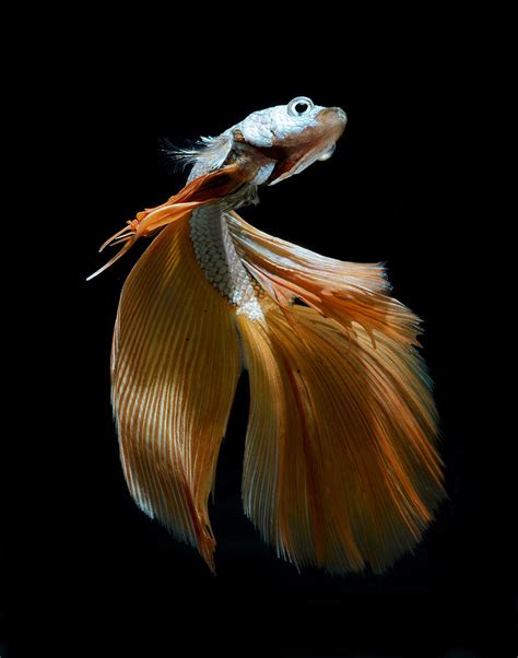 Siamese Fighting Fish Photograph By Visarute Angkatavanich Fine Art