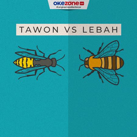 Meski Sekilas Tampak Mirip Ini Perbedaan Tawon Dan Lebah Foto Hot Sex