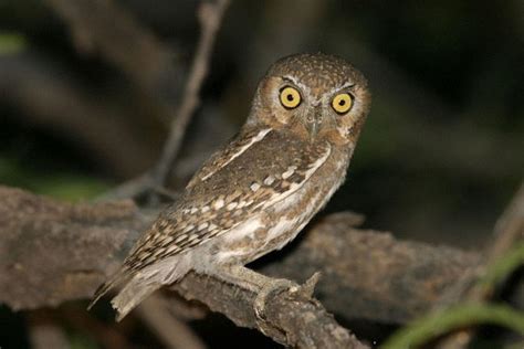 Elf Owl Facts Elf Owl Diet And Habitat