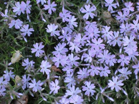Creeping Phlox Ground Cover Grows About 3 Tall Spring