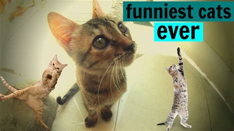 Funniest Cats Ever Living With Cats Youtube