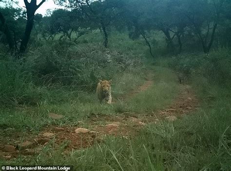 Rare Strawberry Leopard Caught Feasting For The First Time In South