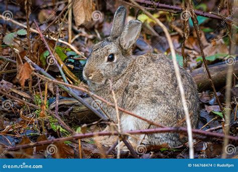 Wild Rabbit In The Woodland Undergrowth Stock Photo Image Of Mammal
