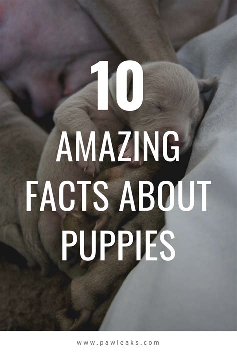 20 Amazing Puppy Facts For New Owners Puppy Facts Puppies National