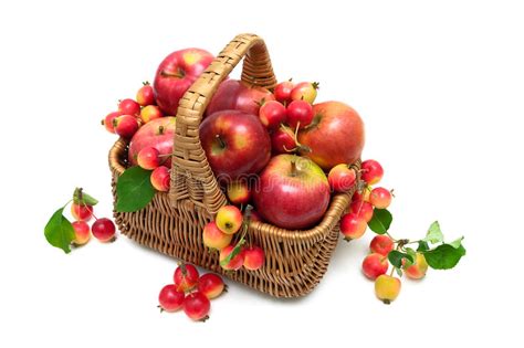 Ripe Apples In A Basket On A White Background Stock Photo Image Of