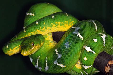 She's active in both the korean and japanese music industry. Emerald Tree Boa Facts and Pictures | Reptile Fact