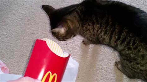 The experts haven't reached complete consensus. Can Cats Eat French Fries