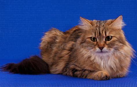 Adult Siberian Cat Stock Photo Image Of Charming Furry 78069688