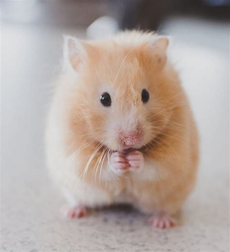 Can Hamsters Drink Milk Your Safety Guide