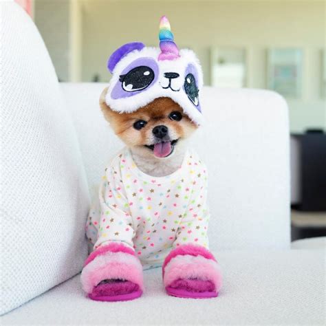 Extra Cute The 10 Most Popular Instagram Pets On The Internet