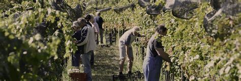 Naravna Vina In Konzorcij Opuščenih Vinogradov Uou Oranžna Vina