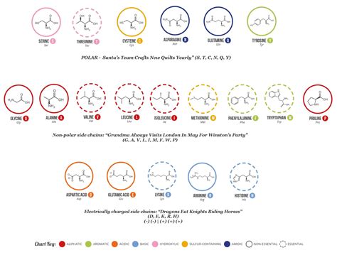 The most common ketogenic amino acids are lysine and leucine. Handy Amino Acid Chart with colors and mnemonics : Mcat