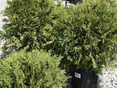 There are over 100 cities in missouri with companies in the ornamental floriculture and nursery products category. Shrubs St Louis MO | Landscape, ornamental | St Charles