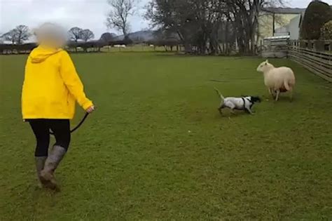 Film Of Dog Chasing Frantic North Wales Farmers Terrified Sheep Seen
