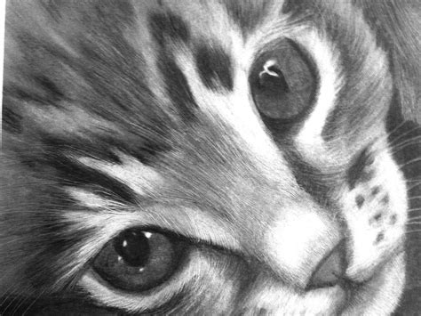 Kitten Drawing By Susan Barwell Pixels
