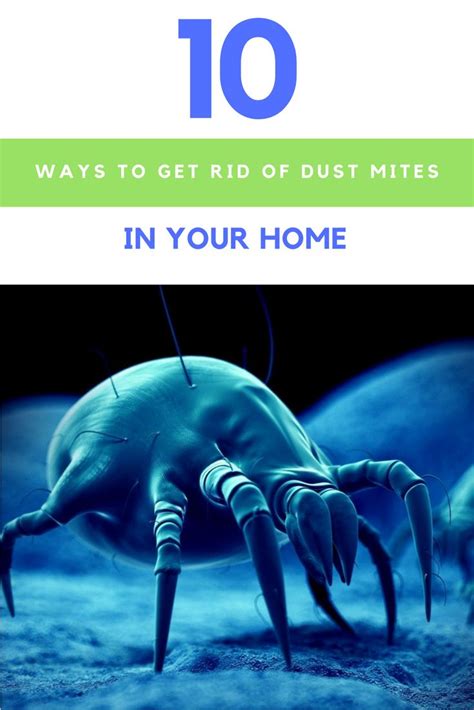 10 Ways To Get Rid Of Dust Mites Without Using Harmful Chemicals Get