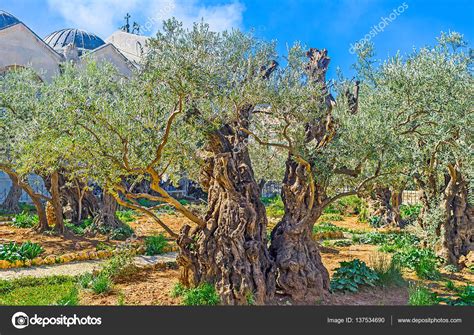 The Oldest Olive Trees — Stock Photo © Efesenko 137534690