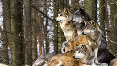 Pack Structure Wolf Haven International