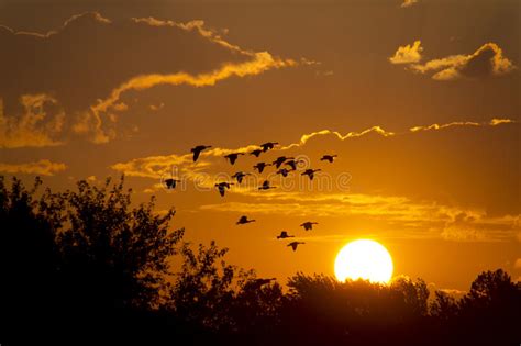Large Beautiful Sunrise With Birds Flying Towards The Sun Stock Photo