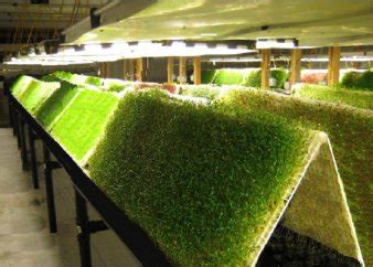 Nutrients + light = algae. Aeroponics - Keeping It Simple Stupid - Aeroponics DIY