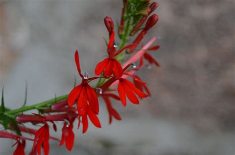With teleflora, you can buy happy birthday flowers, get well bouquets, funeral and sympathy flower arrangements, and everyday beautiful florals. Cardinal Flower - Ontario Native Plant Nursery | Container ...