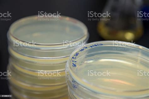 E Coli In Agar Plates Stock Photo Download Image Now Agar Jelly