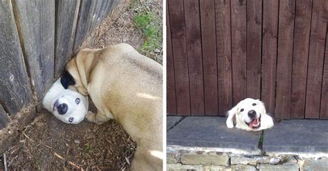 105 Desperate Dogs Who Just Want To Say Hi Bored Panda