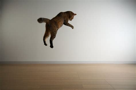 How High Can Cats Jump Cuteness