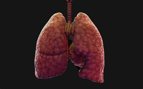 The Humans Lung And Respiratory System Stock Photo Download Image Now