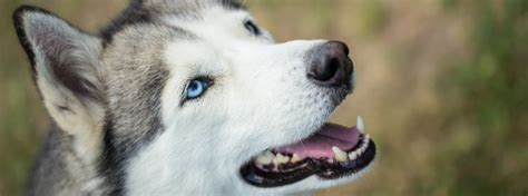 Husky Wolf Dog Breed