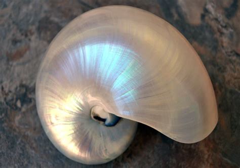 Pearl Nautilus Seashell 5 6 Nautilus Pompilius Seashell Supply