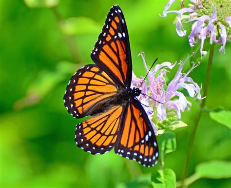 Viceroy Butterfly | Best of the South Bay