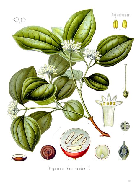 Therefore, neither they nor other regulatory . Know Your Remedies: Nux vomica (Nux.) - Homeopathy Plus