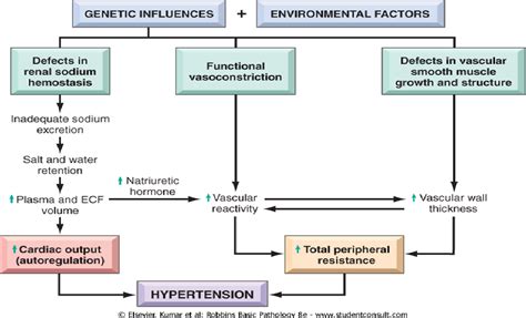 Pathophysiology Hypertension