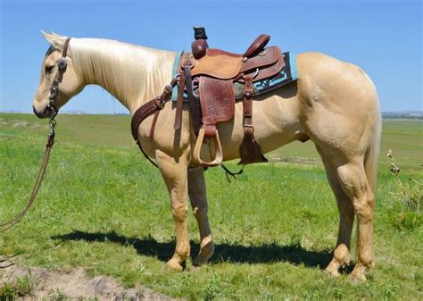 They are a sweet, good natured, all around horse breed. Awesome King Poco | Western pleasure horses, Horses, Palomino horse